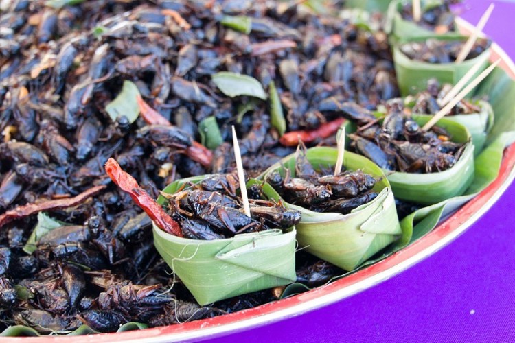 1aaจิ้งหรีดทอ (large)