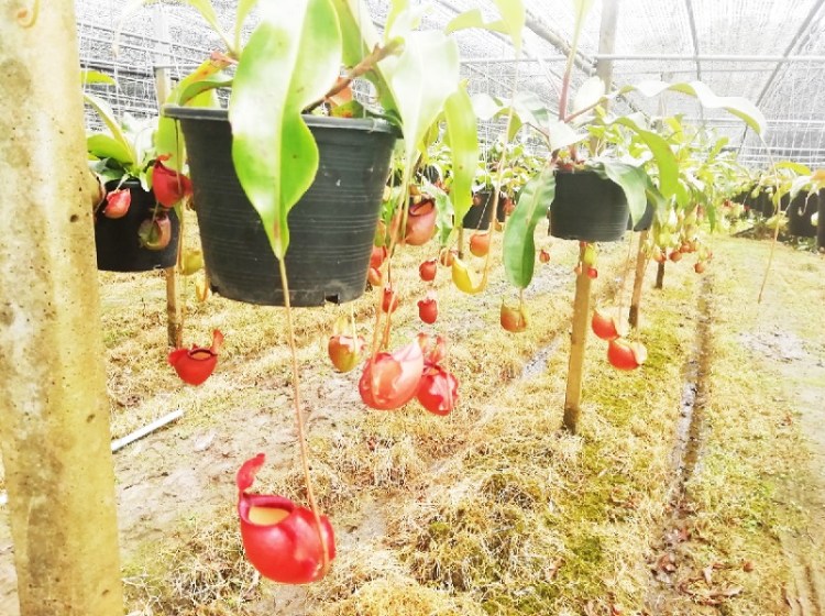 1352019 #1_๑๙๐๕๒๐_0011