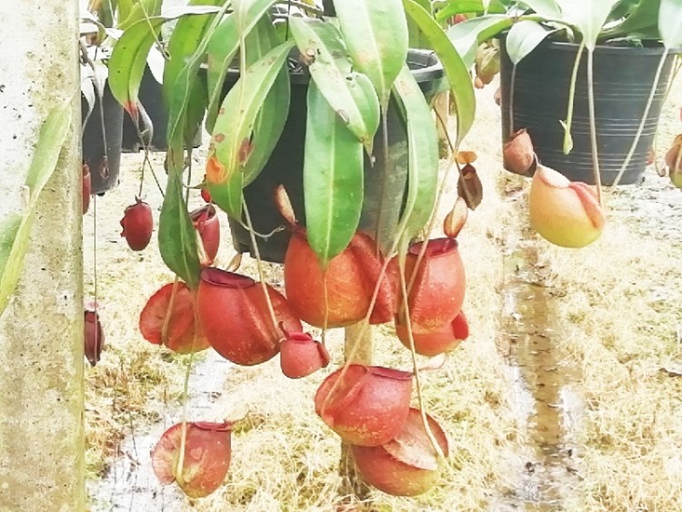 1352019 #1_๑๙๐๕๒๐_0012