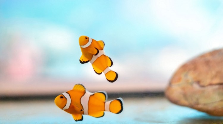 Phi Phi Island Village Beach Resort 08