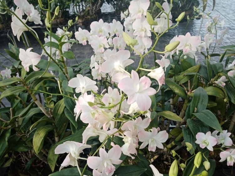 3182020_๒๐๐๙๐๑_44